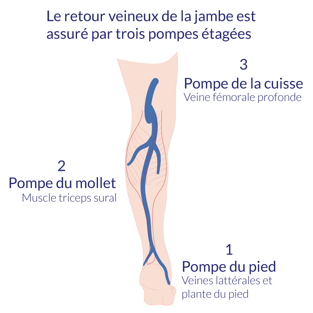 illustration du mécanisme de retour veineux et des pompes sanguines de la jambe