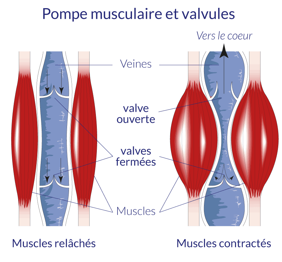 dessin illustrant le reflux sanguin et le rôle des valvules