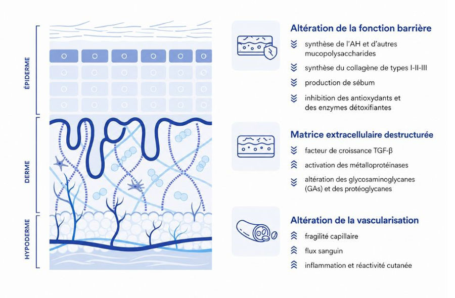 schéma des processus impliqués dans le vieillissement de la peau