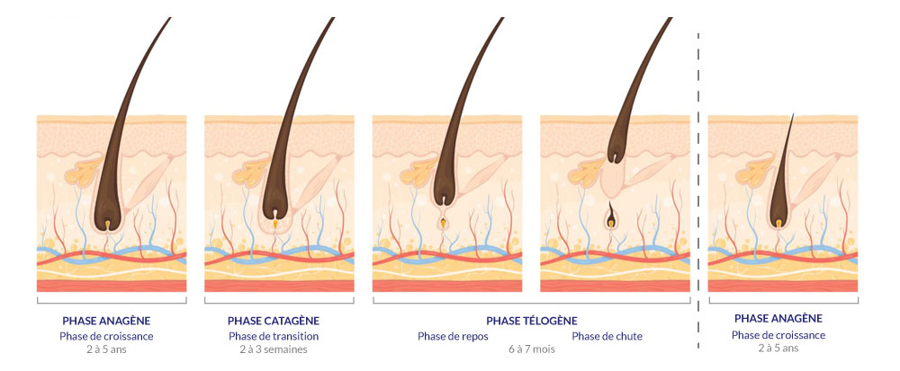 illustration du cylce capillaire