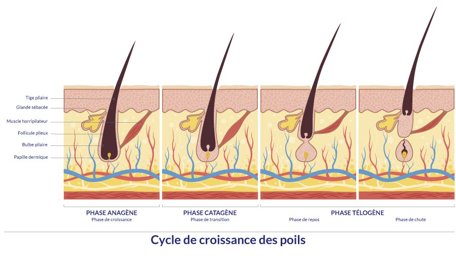 illustration du cycle de croissance des poils