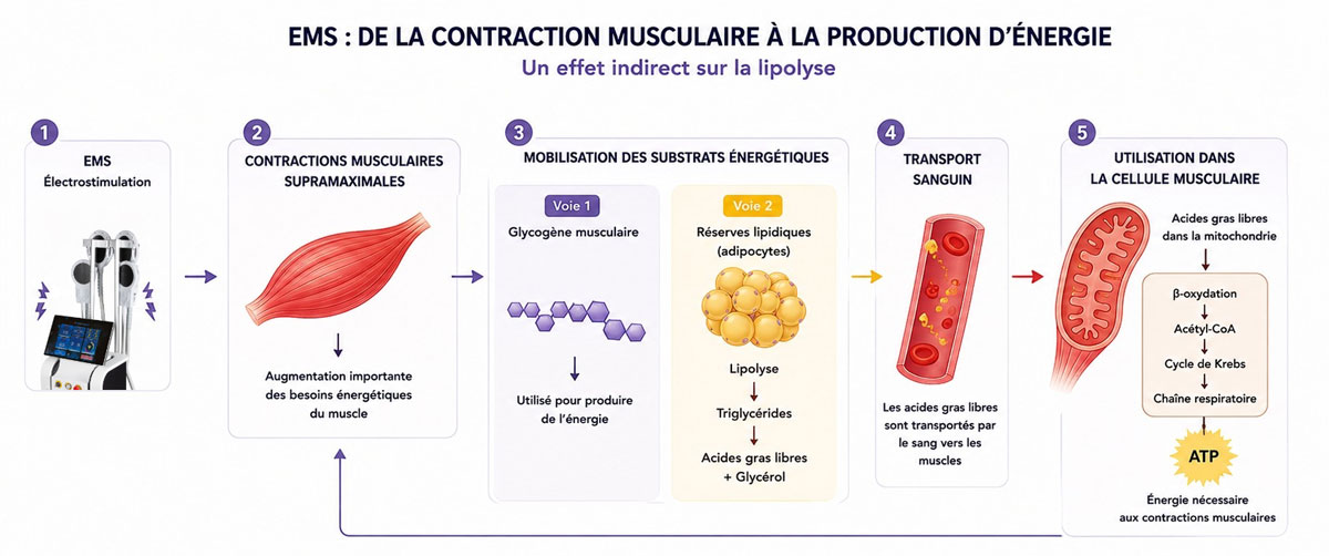 schéma qui illustre l'effet indirect de l'EMS sur la lipolyse