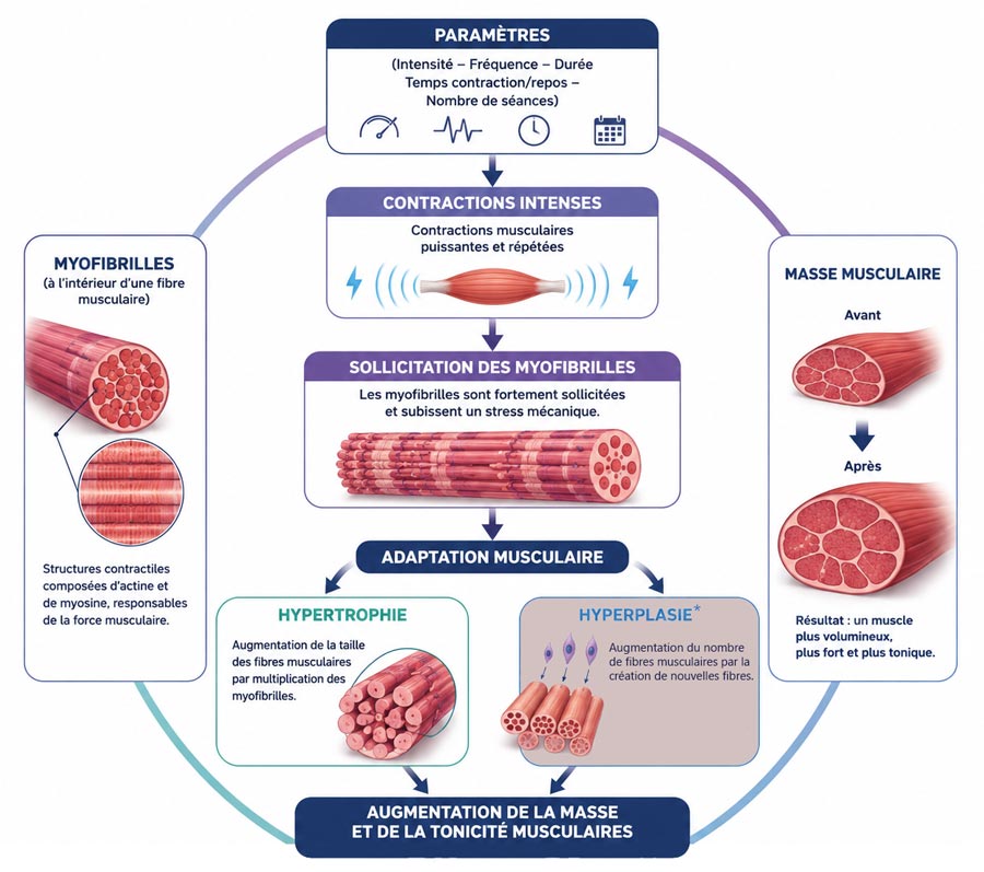 schéma effets physiologiques de la stimulation musculaire