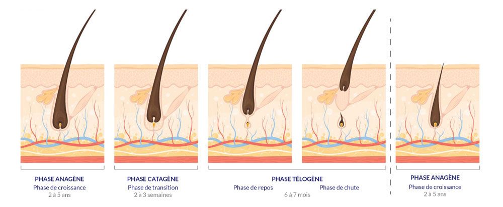 illustration du cylce capillaire