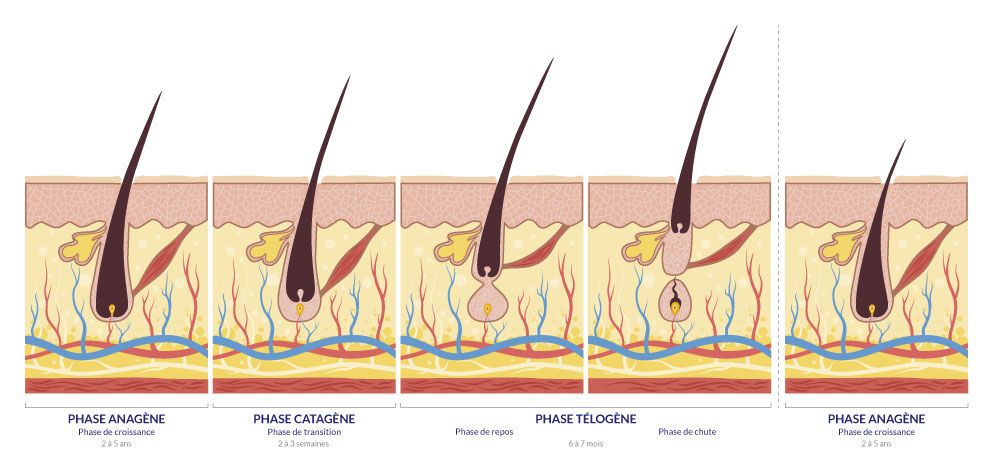 visuel différentes phases du cycle de vie des cheveux