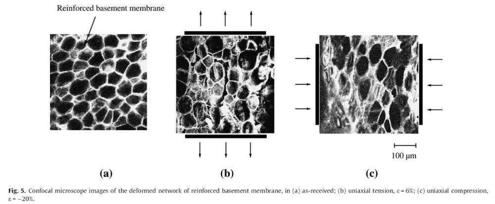 effet mécanique des ultrasons LFU sur le renforcement des membranes cellulaires