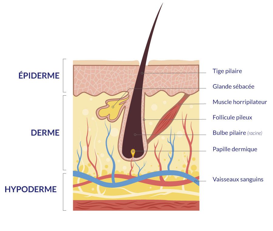 structure anatomique du cheveu