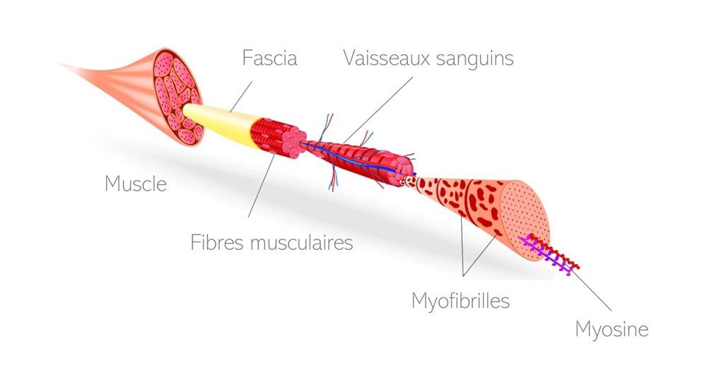 Schéma fibre musculaire et myofibrilles
